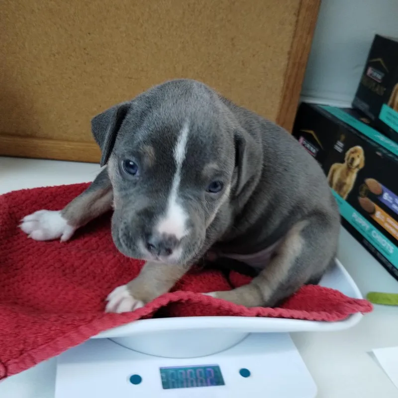 Miami Puppy  Gummy thumbnail 2