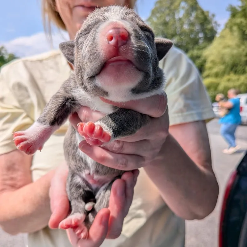 Miami Puppy  Gummy thumbnail 3