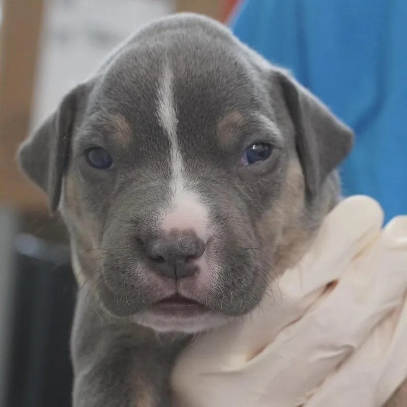 Miami Puppy  Gummy thumbnail 4