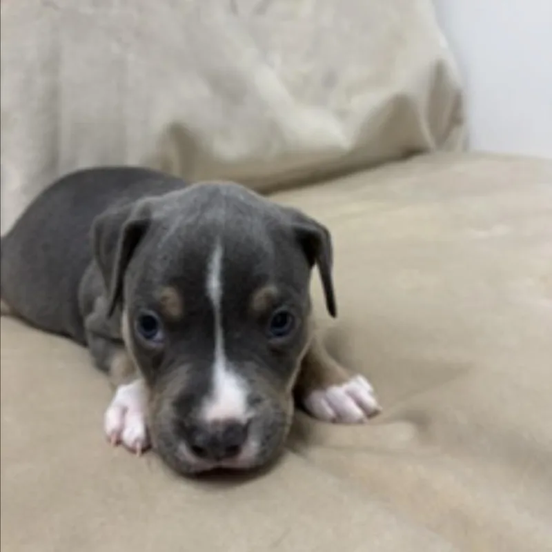 Miami Puppy  Gummy thumbnail 5