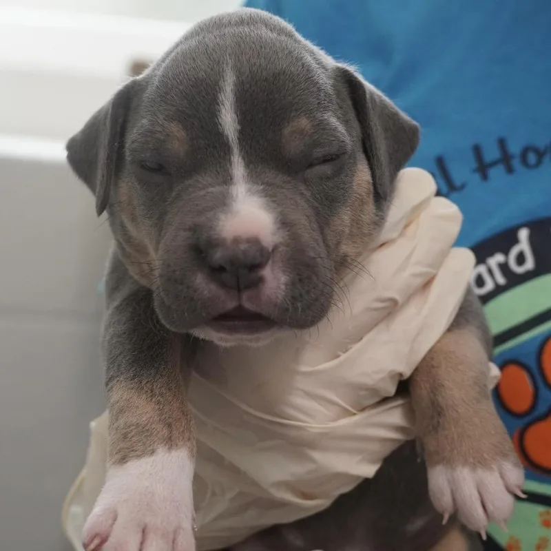 Miami Puppy  Gummy thumbnail 6