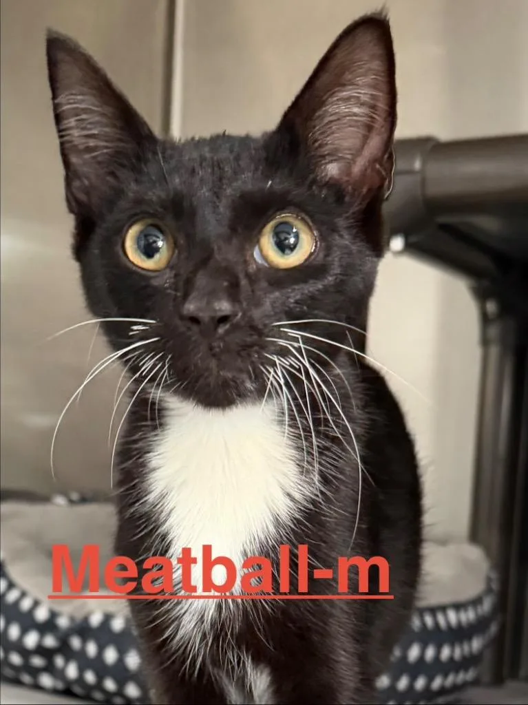 A baby small-sized male Tuxedo cat named Meatball for adoption in Brookhaven, MS