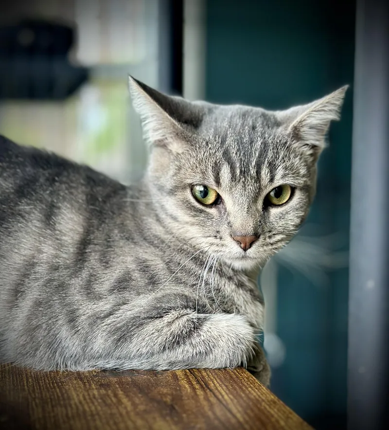 A baby medium-sized female Tabby (Gray / Blue / Silver) Tabby cat named Devon for adoption in Buffalo, NY