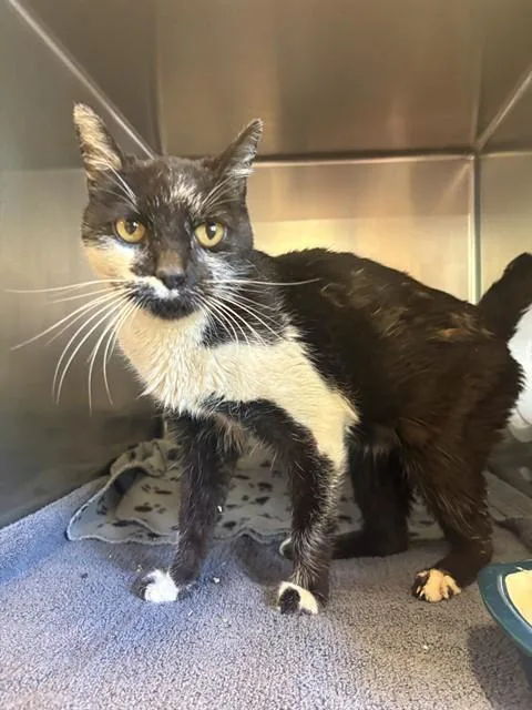 An adult medium-sized male Domestic Short Hair cat named Midnight for adoption in Castaic, CA