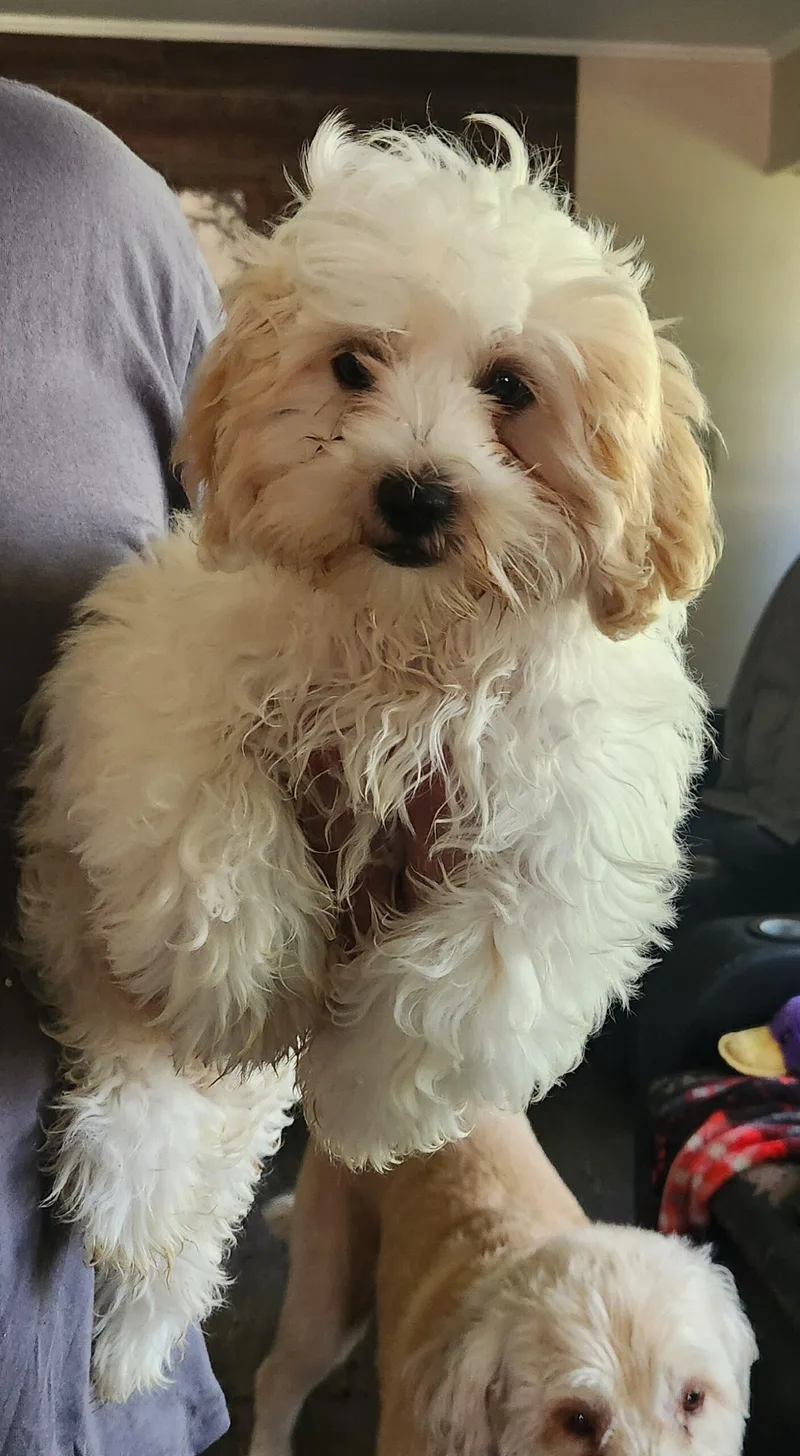 Bosley