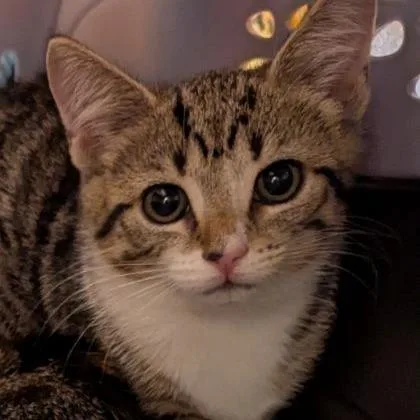A baby small-sized female Brown / Chocolate Domestic Short Hair cat named Libby for adoption in Lynchburg, VA