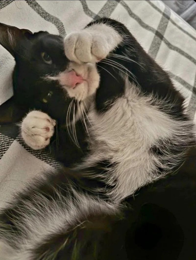 A young medium-sized male Black & White / Tuxedo Tuxedo cat named Midnight & Valentinebonded Pair for adoption in Berlin, CT