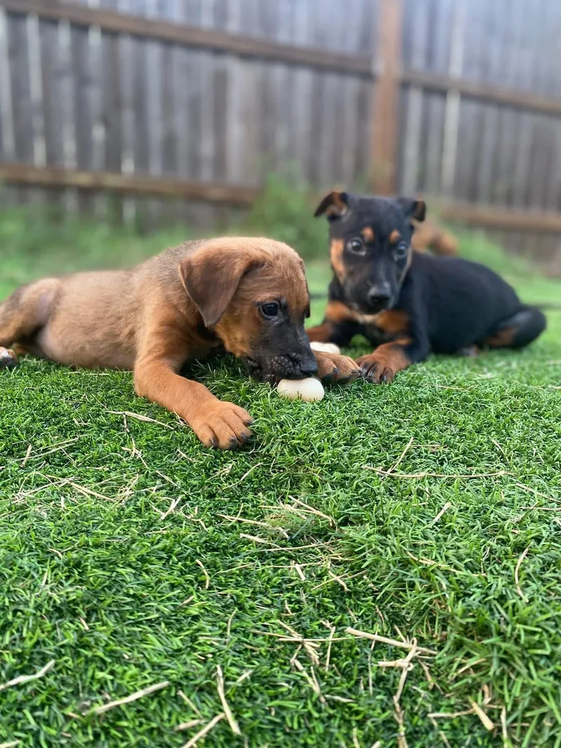 A baby small-sized female Bicolor German Shepherd Dog dog named Lucy for adoption in San Antonio, TX