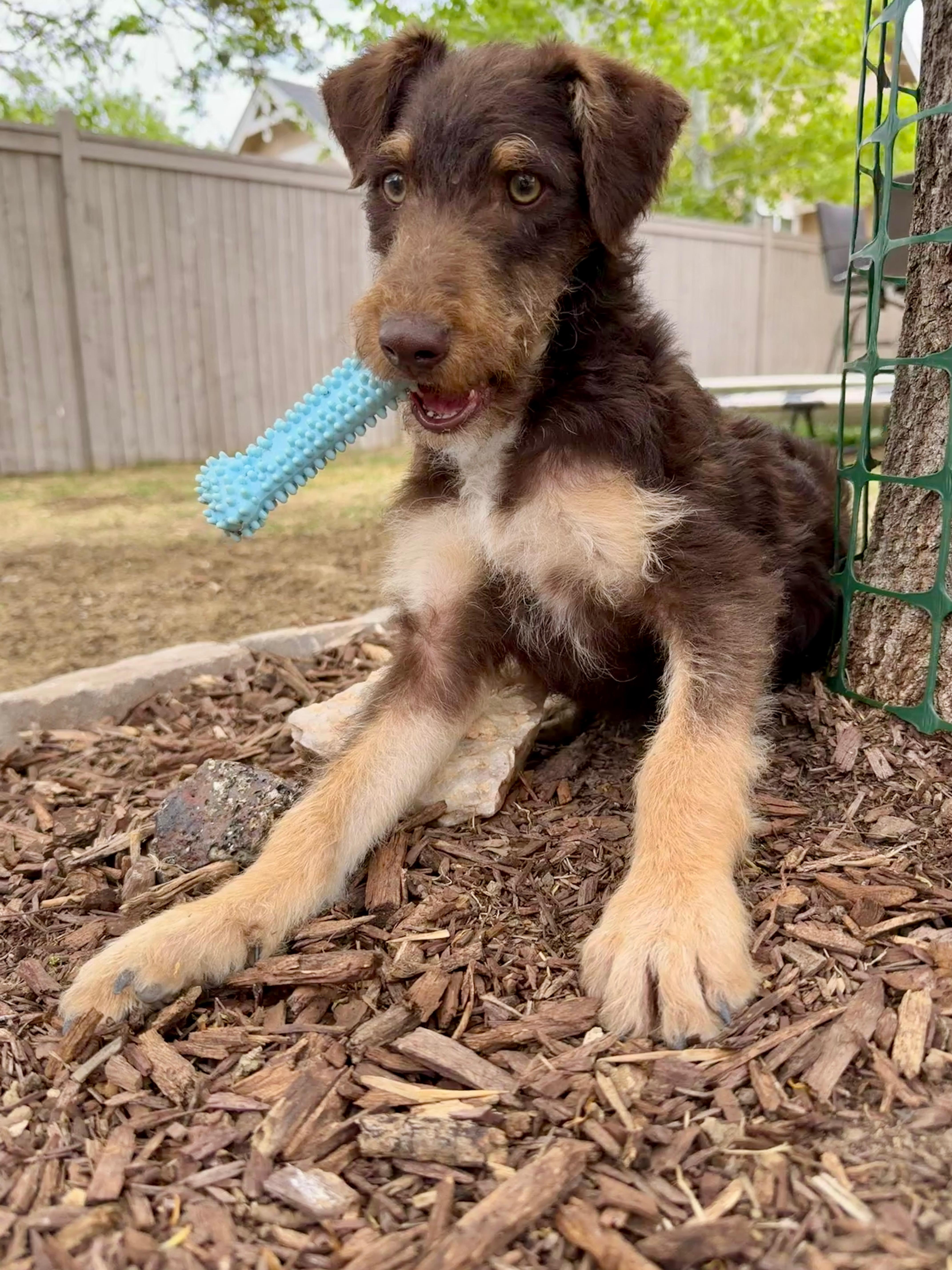 Rufus