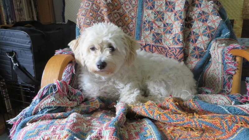 An adult small-sized female Bichon Frise dog named Molly for adoption in Sioux Falls, SD