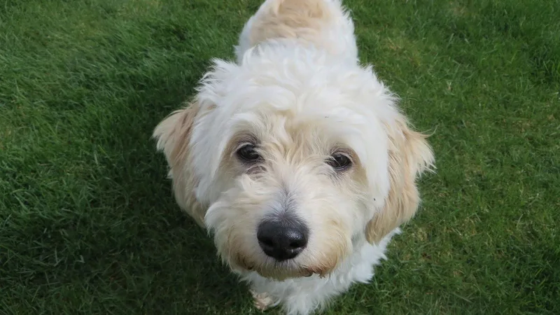 Molly thumbnail 3