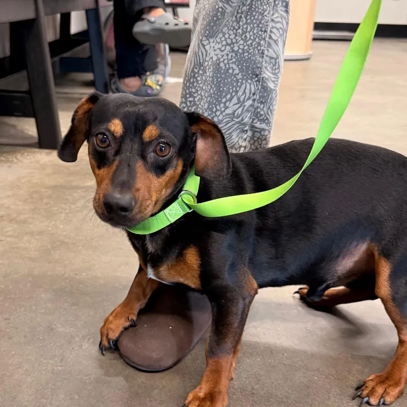 An adult small-sized male Black Dachshund dog named Slinky for adoption in Clearwater, FL