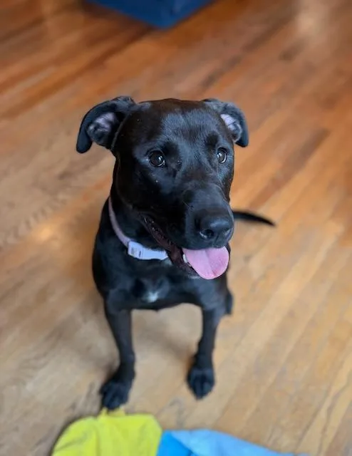A young medium-sized female Black Labrador Retriever dog named Charlotte for adoption in Alpharetta, GA