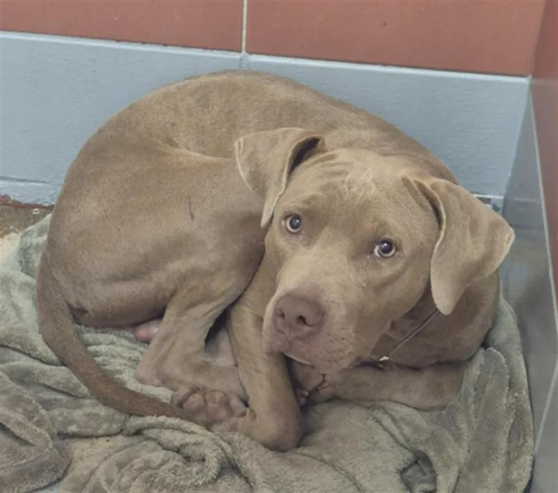 A young medium-sized male Staffordshire Bull Terrier dog named Rosco for adoption in Houston, TX