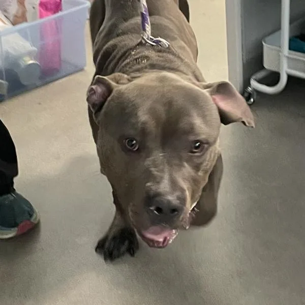 An adult medium-sized male American Staffordshire Terrier dog named Ernie for adoption in Des Moines, IA