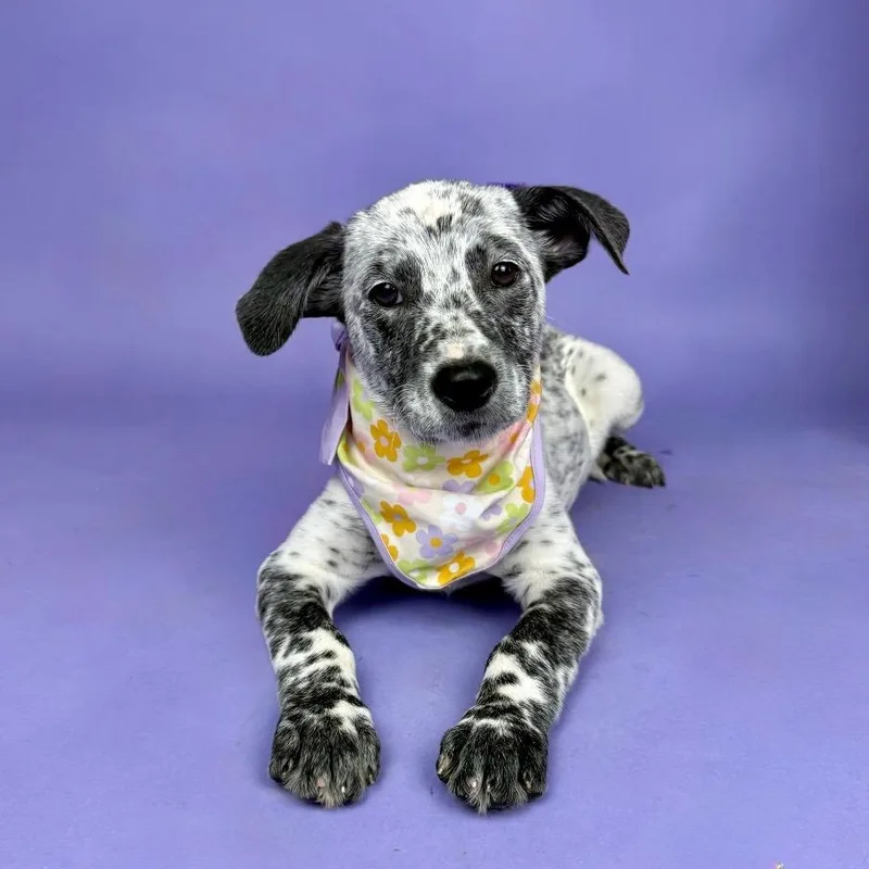 A baby medium-sized female Harlequin Pointer dog named Frinkle for adoption in Alvin, TX