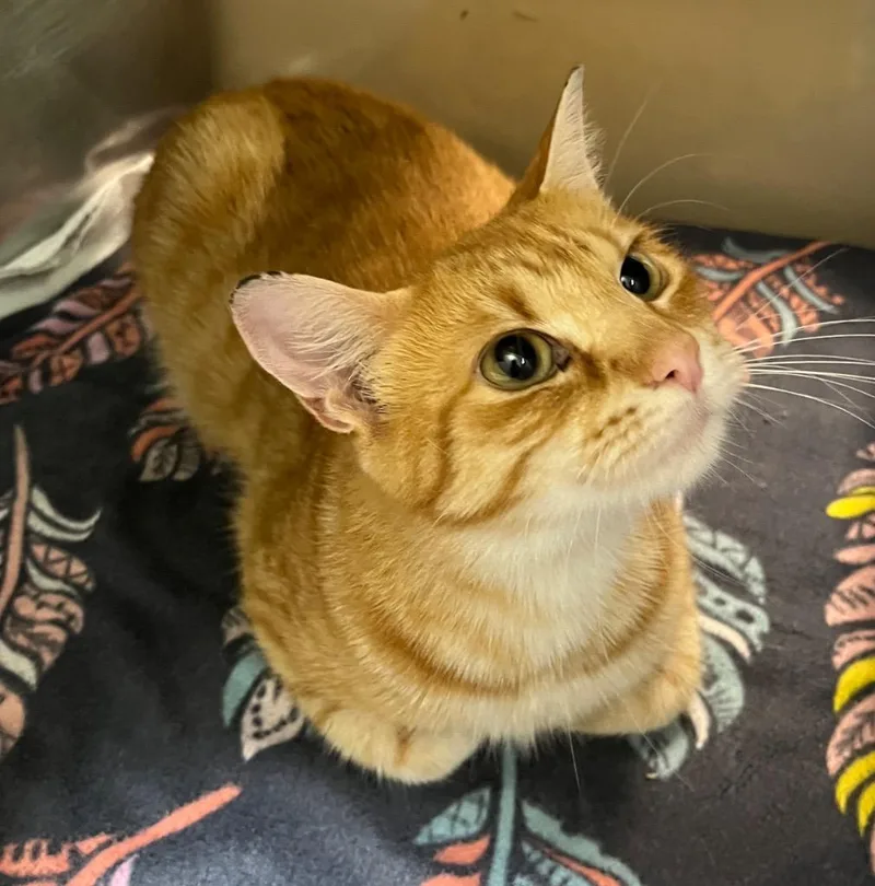 A young medium-sized female Domestic Short Hair cat named Elle for adoption in Little Rock, AR