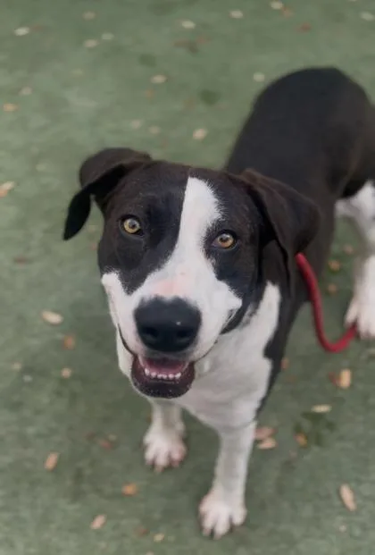 An adult large-sized female White / Cream Mixed Breed dog named Alexa for adoption in El Paso, TX