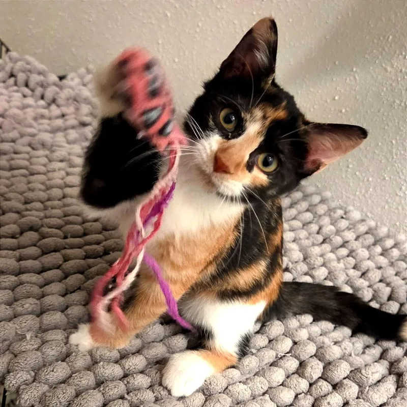 A baby small-sized female Calico Domestic Short Hair cat named Lilah for adoption in Houston, TX
