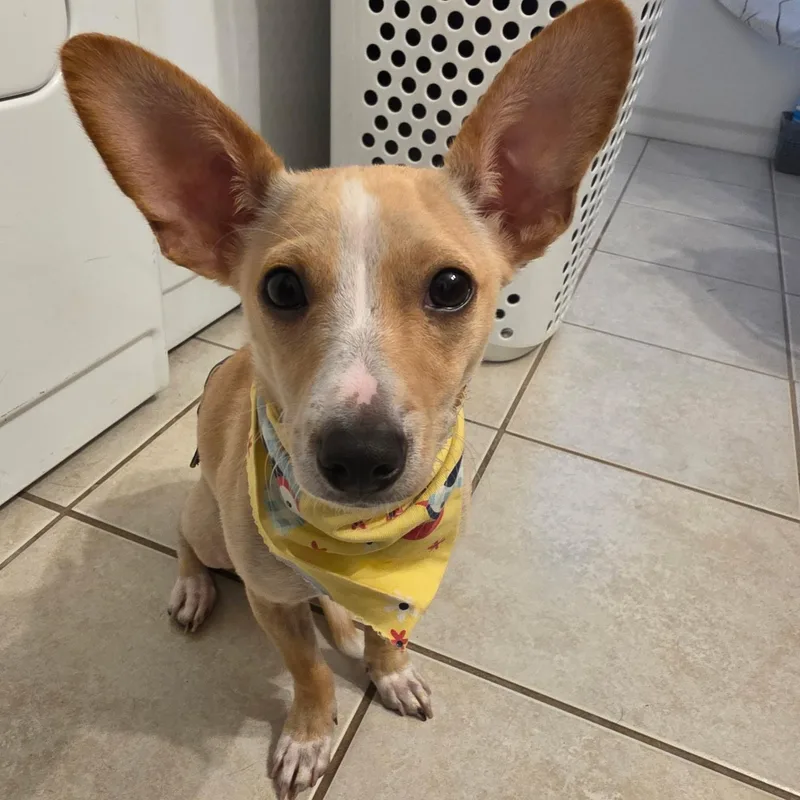 A baby small-sized male Chihuahua dog named Chopper for adoption in Carrollton, TX