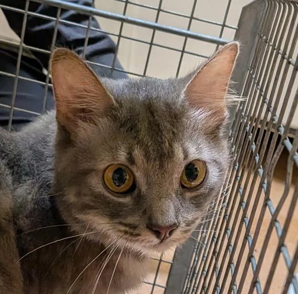 An adult medium-sized male Domestic Short Hair cat named Working Cat Saucer for adoption in San Diego, CA
