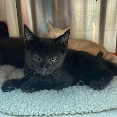 A baby small-sized male Black Domestic Short Hair cat named Emory for adoption in Knoxville, TN