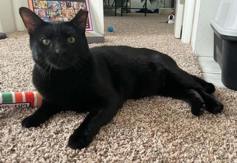 An adult large-sized male Black Domestic Short Hair cat named Viktor for adoption in tucson, AZ