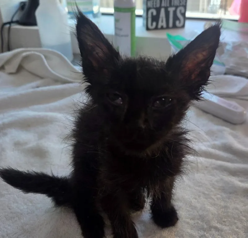 A baby medium-sized female Domestic Short Hair cat named Dragon for adoption in Peoria, AZ