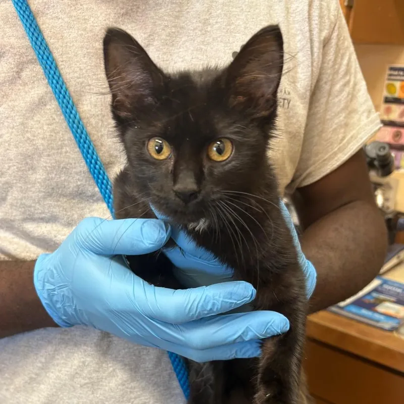 A baby small-sized female Black & White / Tuxedo Domestic Short Hair cat named Wolfie for adoption in Birmingham, AL