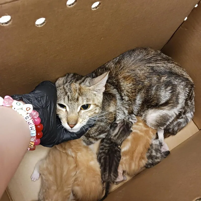 A young medium-sized female Torbie Domestic Short Hair cat named Hasbro for adoption in Baltimore, MD