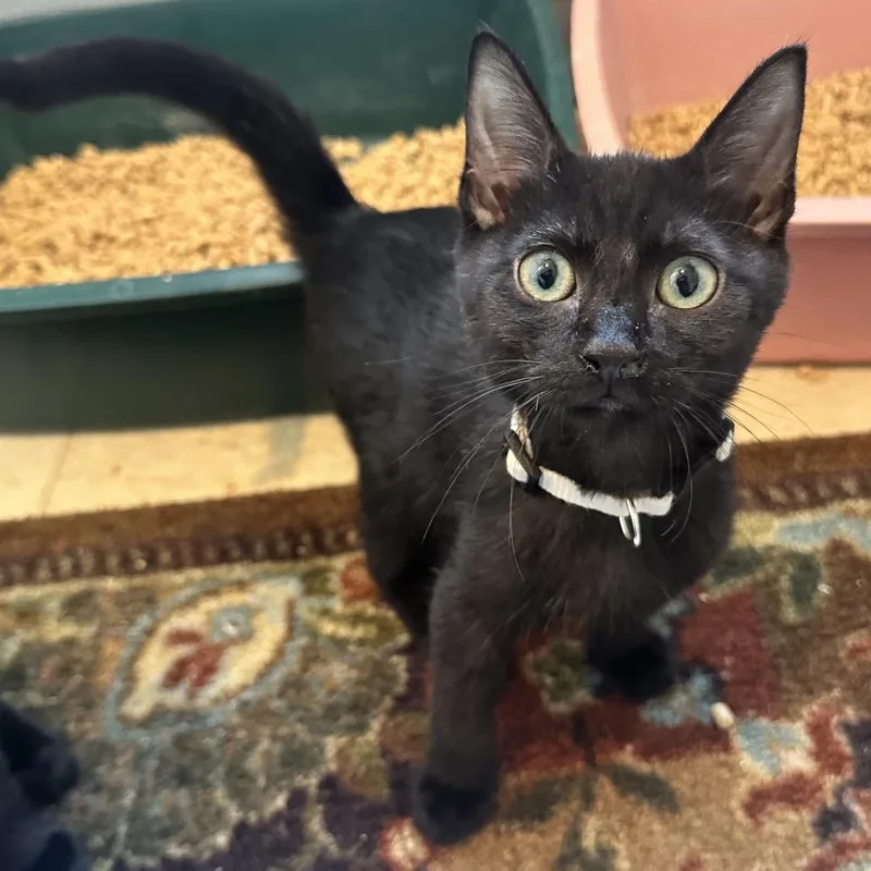 A baby small-sized male Black Domestic Short Hair cat named Pork PL for adoption in Union, MO