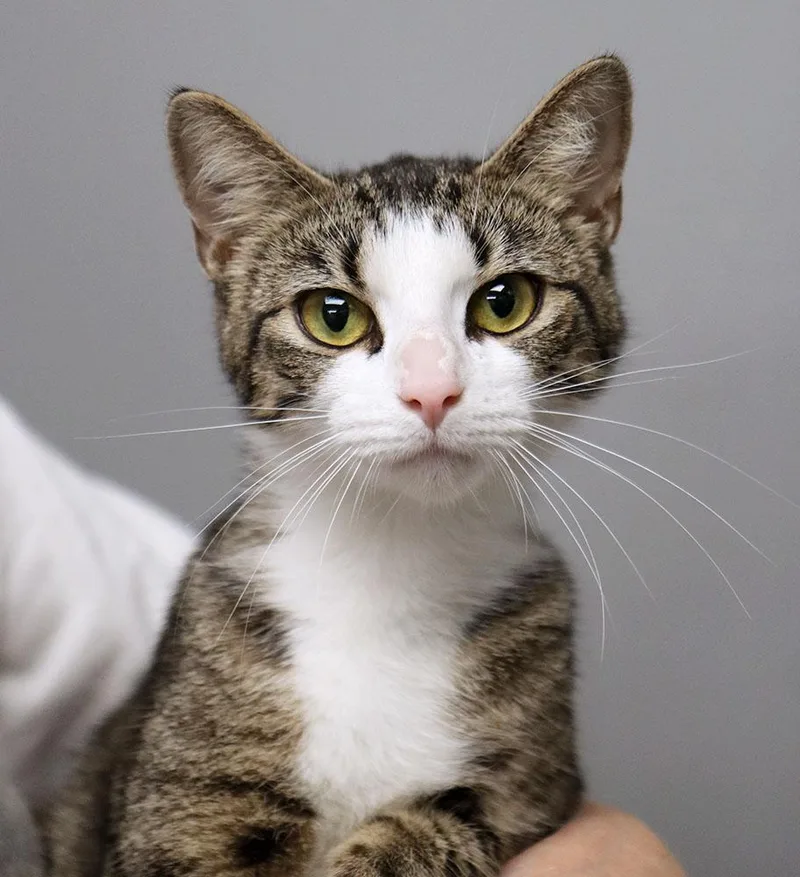 A young medium-sized female Tabby (Gray / Blue / Silver) Domestic Short Hair cat named Kira for adoption in Kansas City, KS