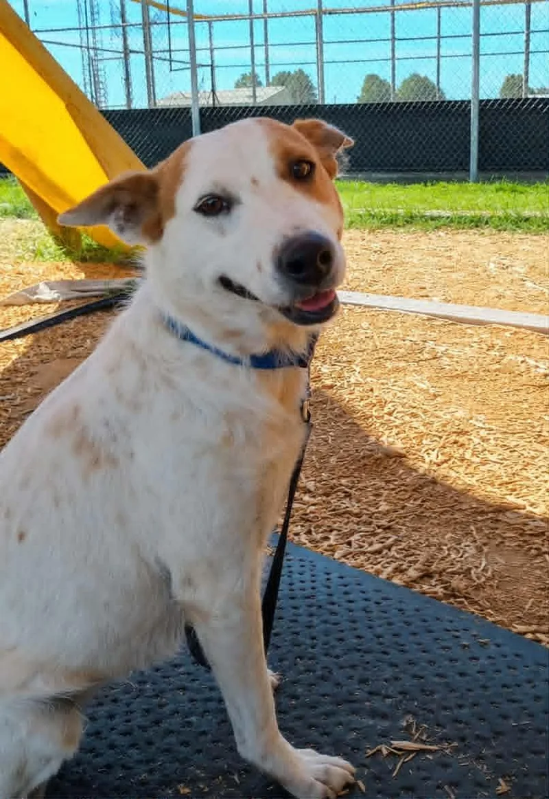 An adult medium-sized female White / Cream Australian Cattle Dog / Blue Heeler dog named Jolie for adoption in Petersburg, IN