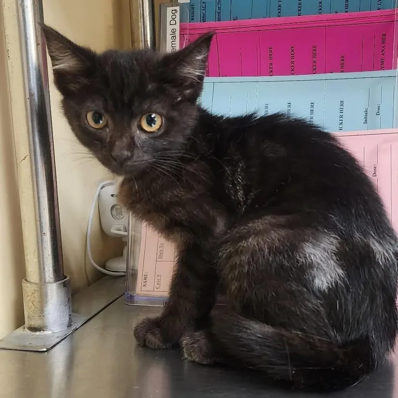 A baby small-sized female Black Domestic Short Hair cat named Velvet for adoption in Shinnston, WV