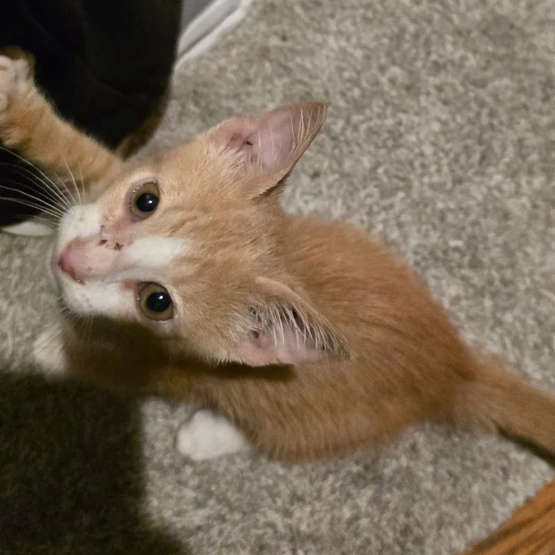 Oscar