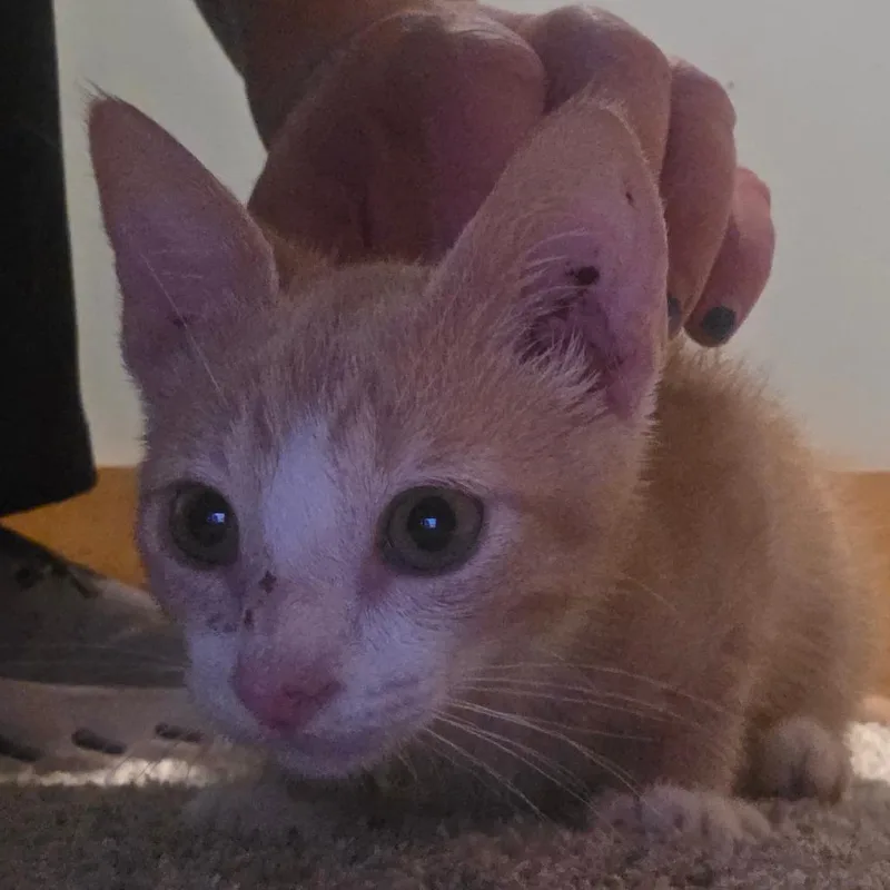 Oscar thumbnail 2