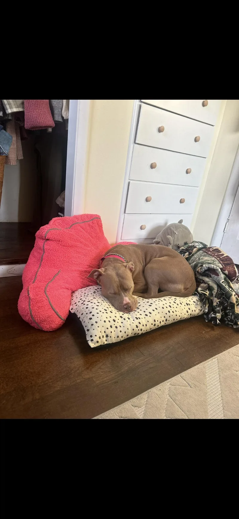 Piglet