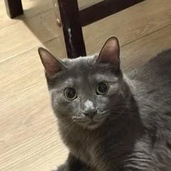 A young large-sized female Gray / Blue / Silver Domestic Short Hair cat named Zinnia for adoption in Lemoyne, PA