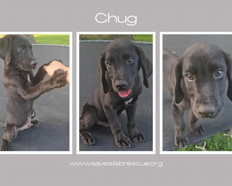 A baby large-sized male Black Labrador Retriever dog named Chug for adoption in Middletown, RI