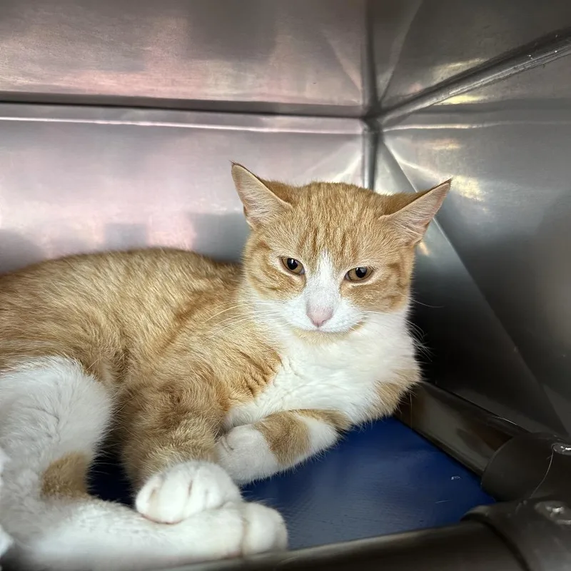 An adult medium-sized female Orange / Red Domestic Short Hair cat named Copper for adoption in Jefferson city, TN