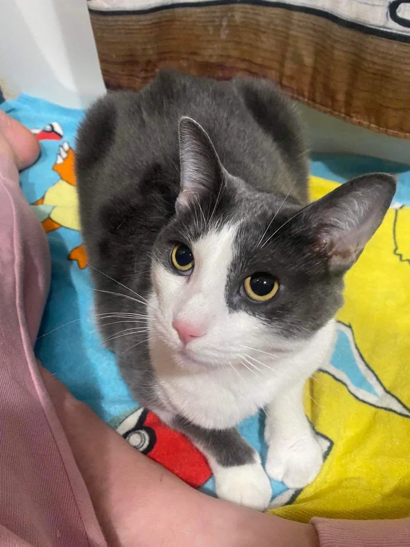 An adult medium-sized female Gray & White Domestic Short Hair cat named S'mores for adoption in Rochester Hills, MI
