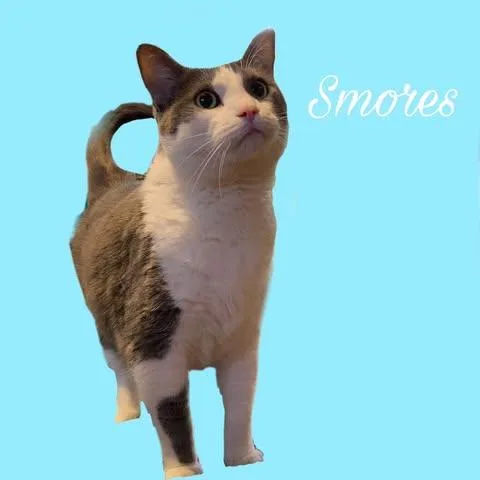 S'mores thumbnail 2