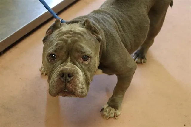An adult small-sized female Mixed Breed dog named Mona for adoption in Columbia, SC