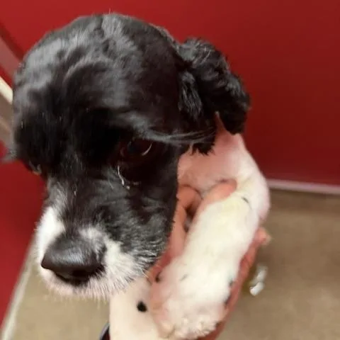 An adult small-sized female Black Cocker Spaniel dog named Joanie for adoption in Bryan, OH