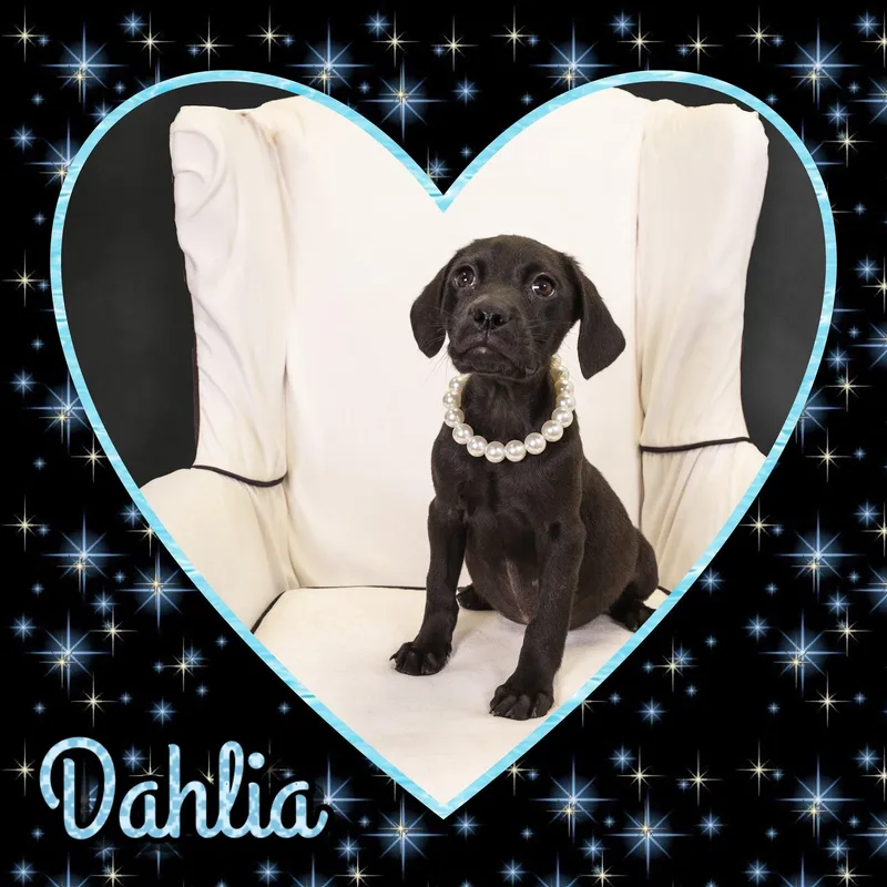 Dahlia