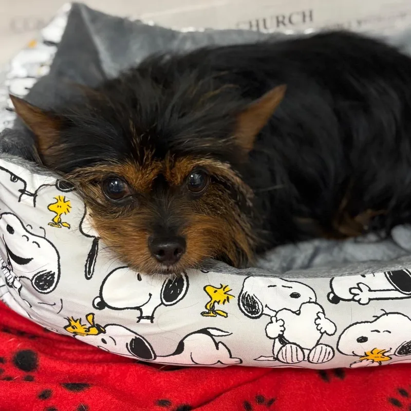 An adult small-sized male Black Yorkshire Terrier dog named Mac for adoption in Birmingham, AL