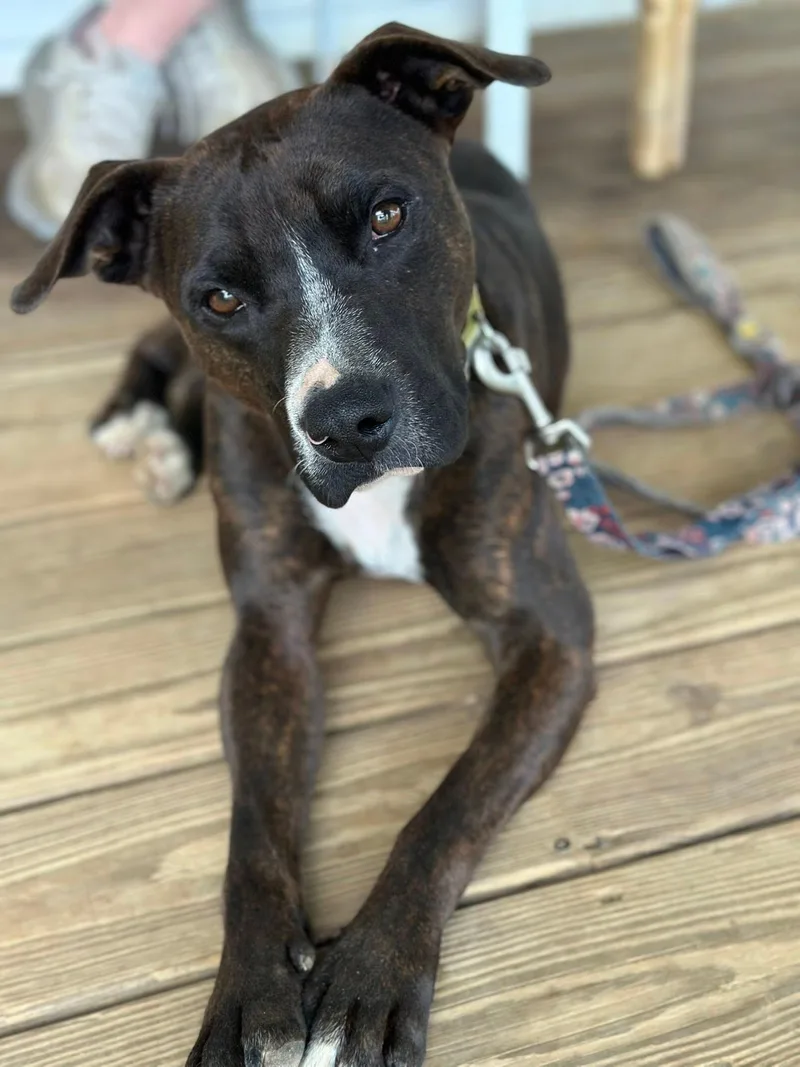 An adult medium-sized male Brindle Black Mouth Cur dog named Coco for adoption in Byrdstown, TN