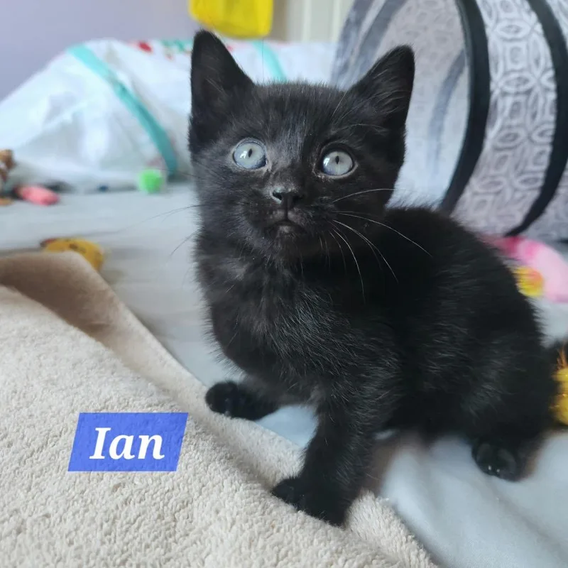 A baby small-sized male Black Domestic Short Hair cat named Ian for adoption in La Grange, KY