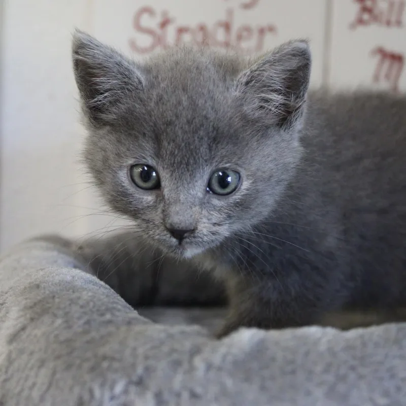 A baby medium-sized female Gray / Blue / Silver Domestic Short Hair cat named Strawberry for adoption in Weaverville, CA