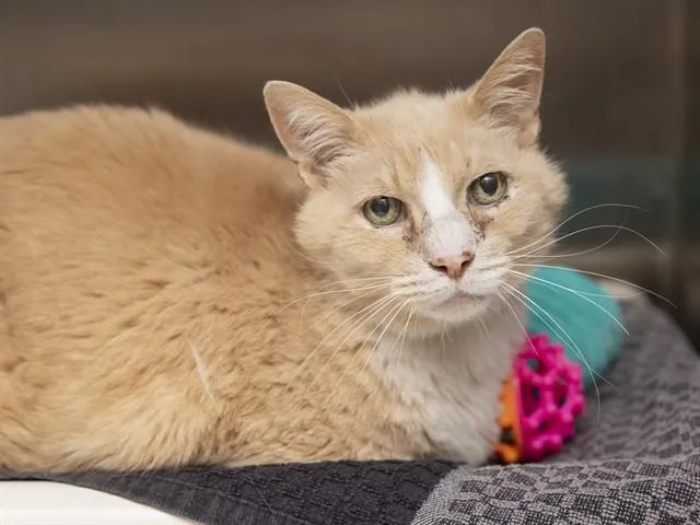 An adult small-sized male Domestic Short Hair cat named Bois for adoption in Phoenix, AZ